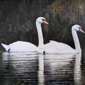 swan
