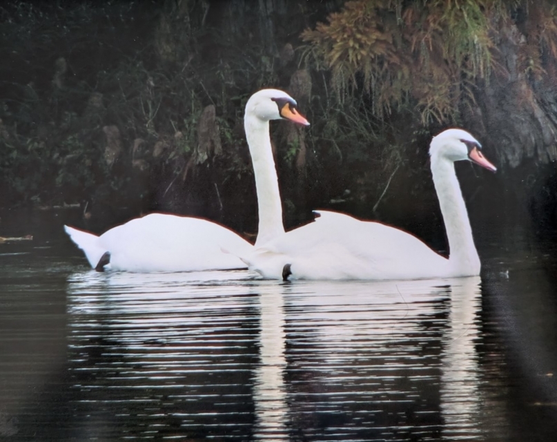 swan