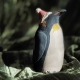 Penguin Edit 2